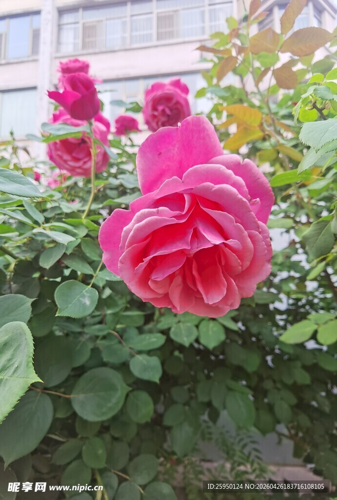 娇艳盛开的粉色月季花