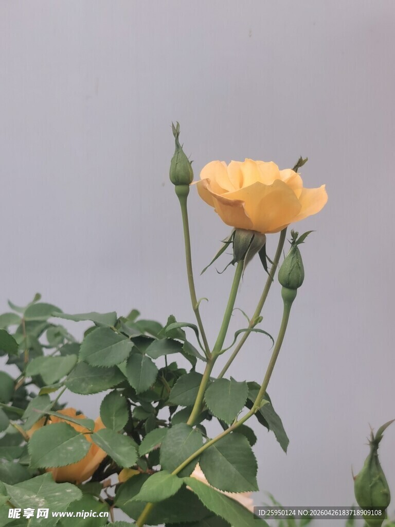 绽放的黄色月季花