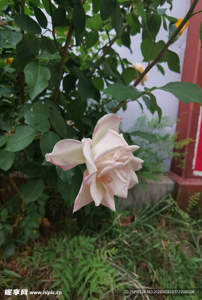 淡粉色绽放的娇艳月季花