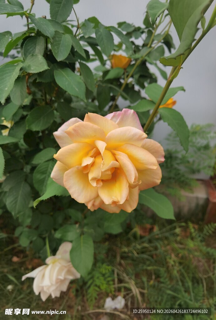 娇艳黄玫瑰绽放于绿丛