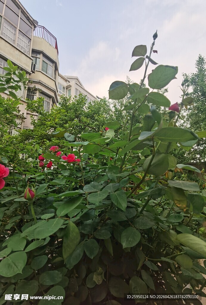 庭院中绽放的鲜艳花朵