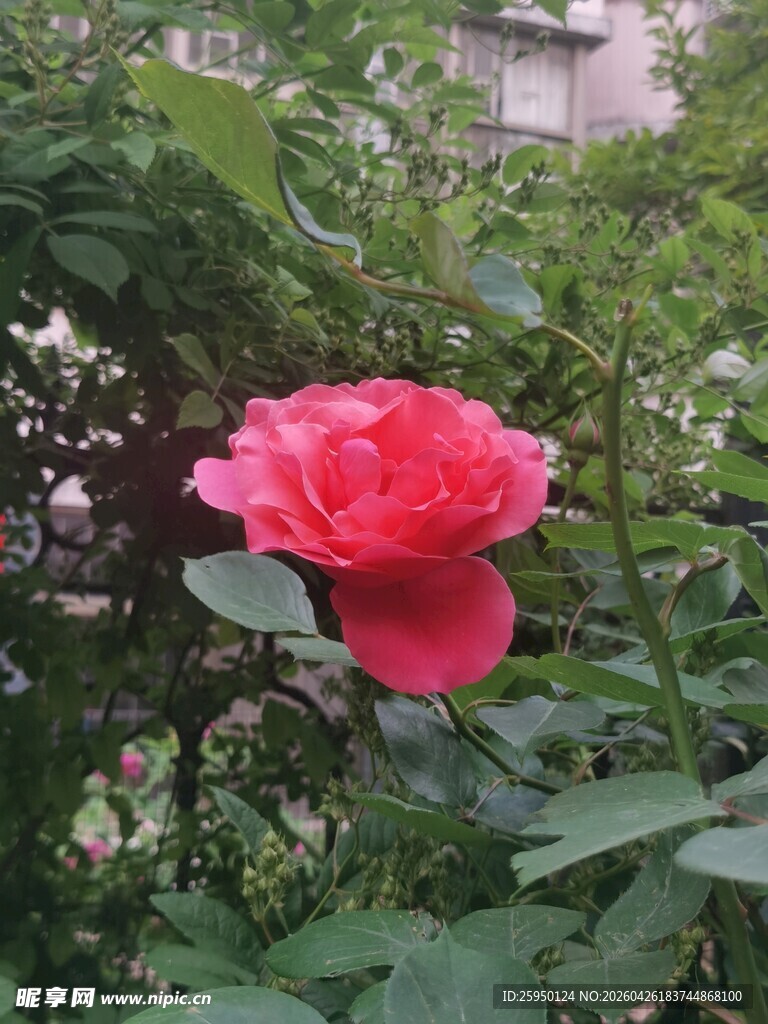 娇艳红玫瑰绽放于绿植间