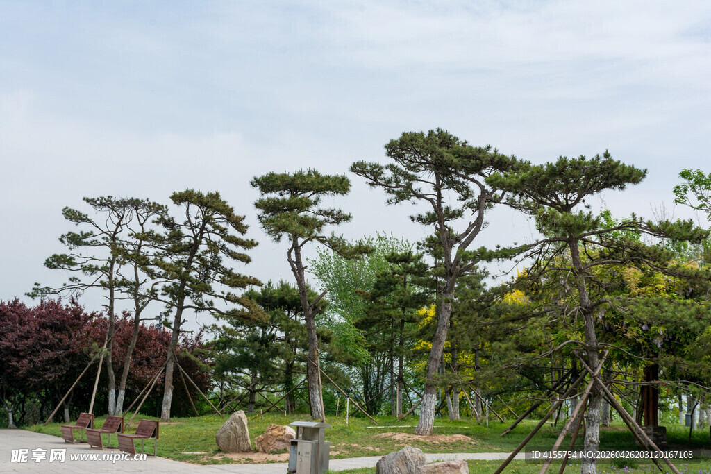 园林景观中的造型松树