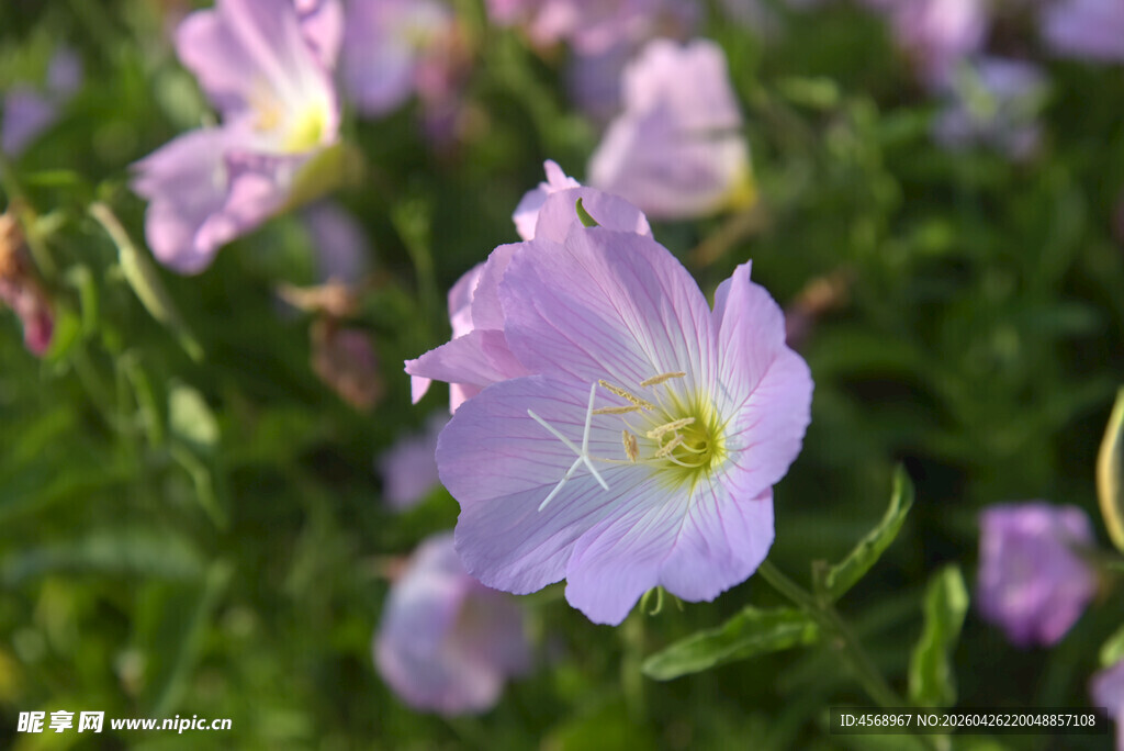 紫色绽放的美丽野花