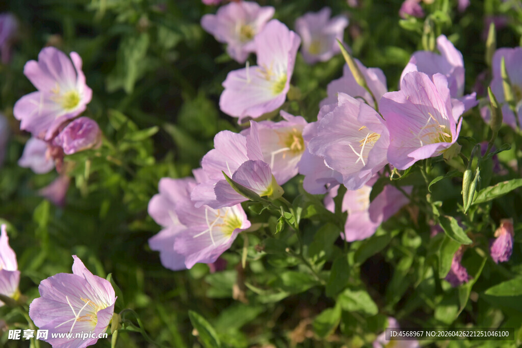 粉色美丽月见草绽放