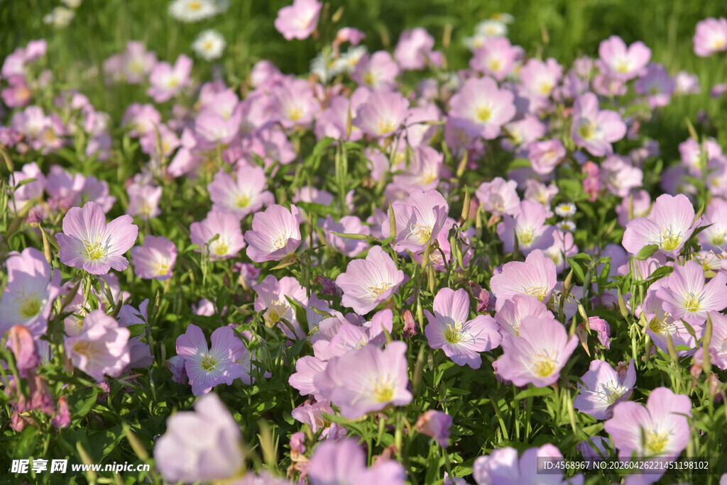 粉色花海绽放迷人景致
