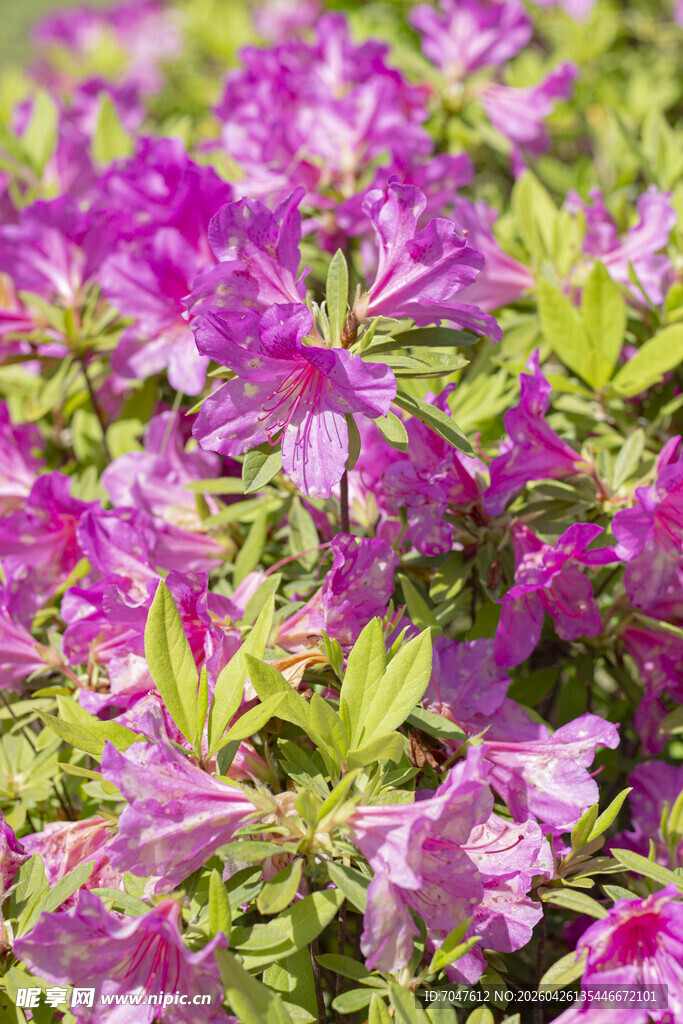 盛开的紫色杜鹃花