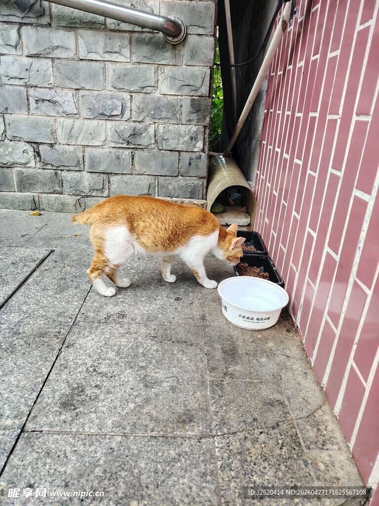 橘猫在墙边低头进食