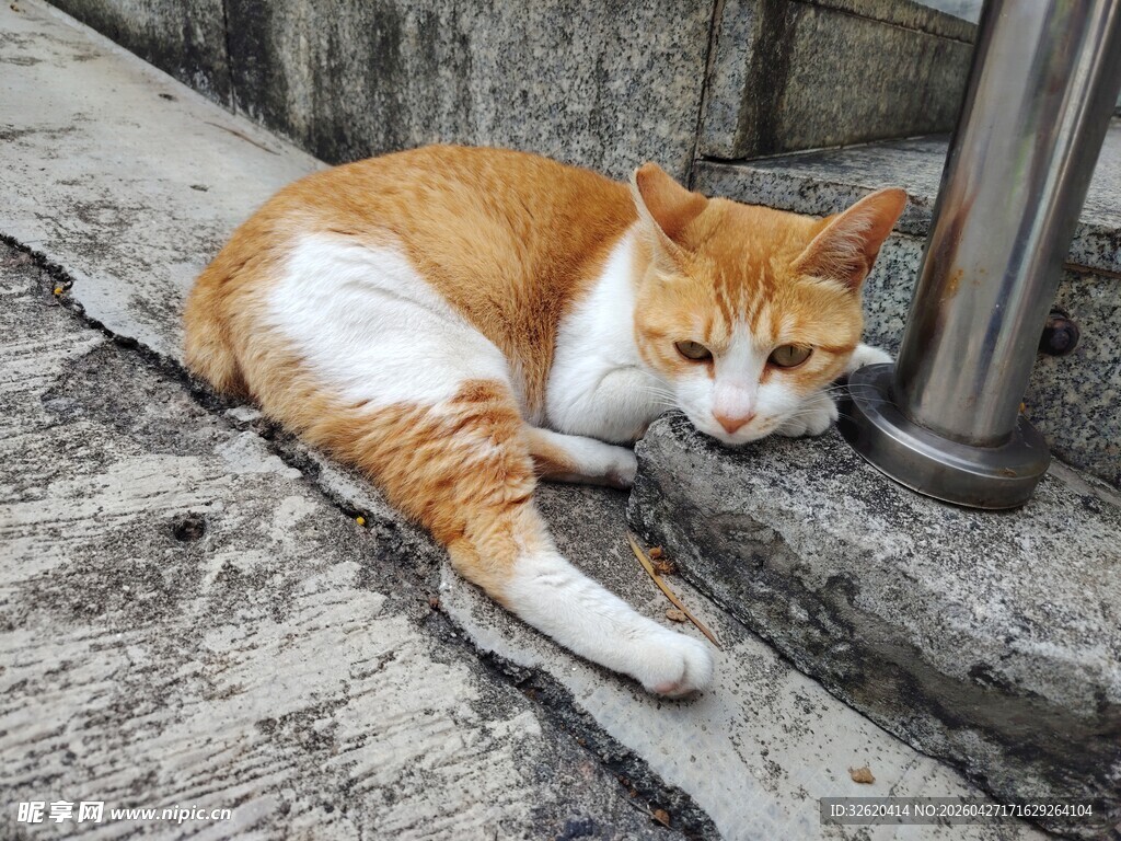 橘白猫咪惬意躺地小憩