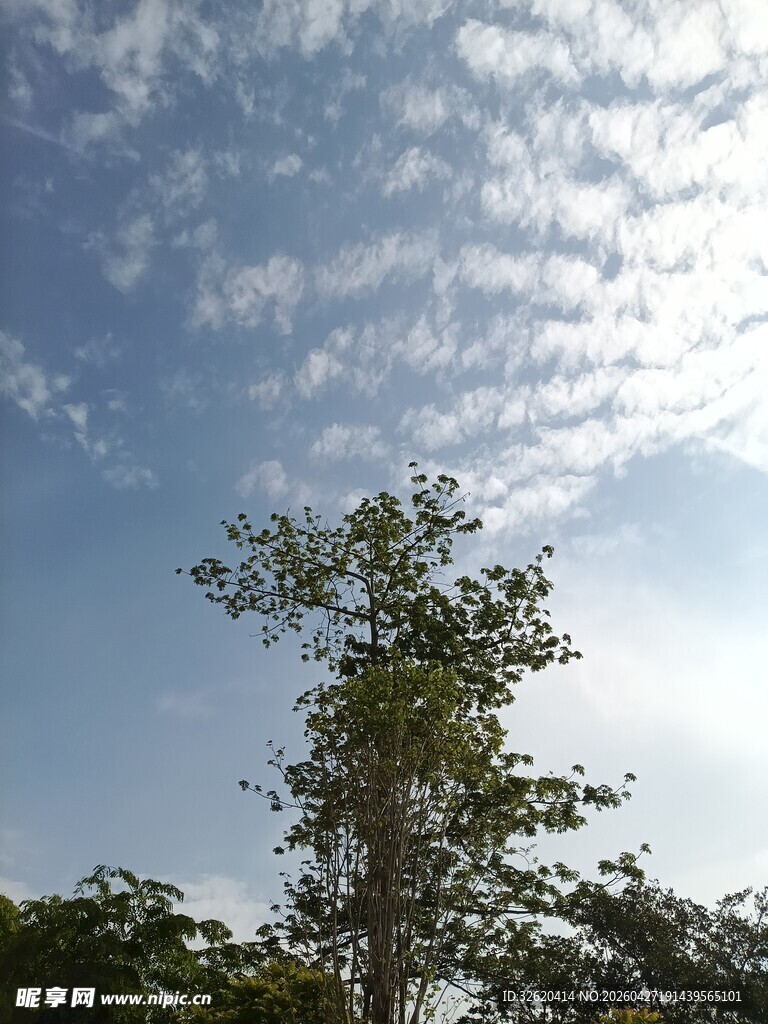 蓝天绿树间的清新景致