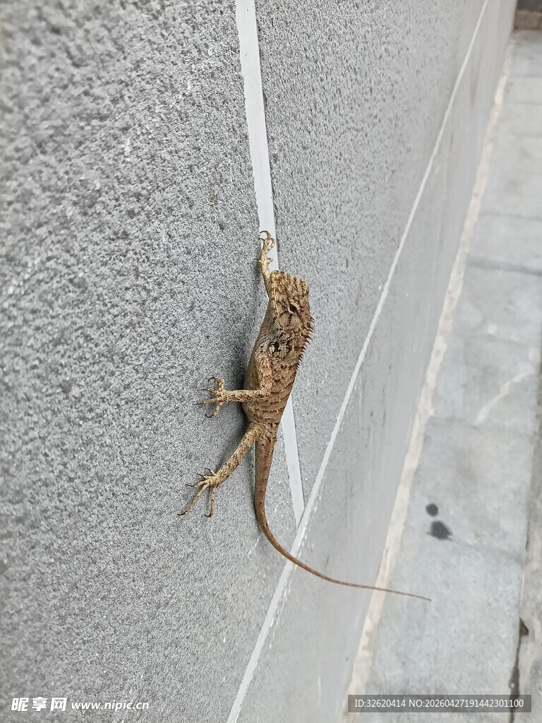 墙上的蜥蜴