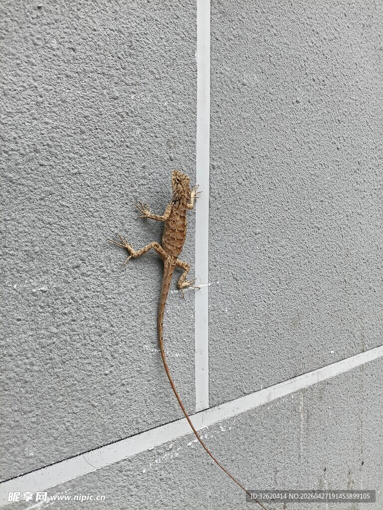 墙上的小蜥蜴