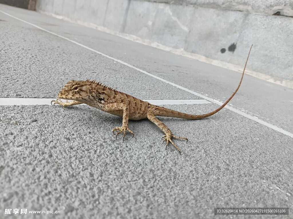路面上的小蜥蜴