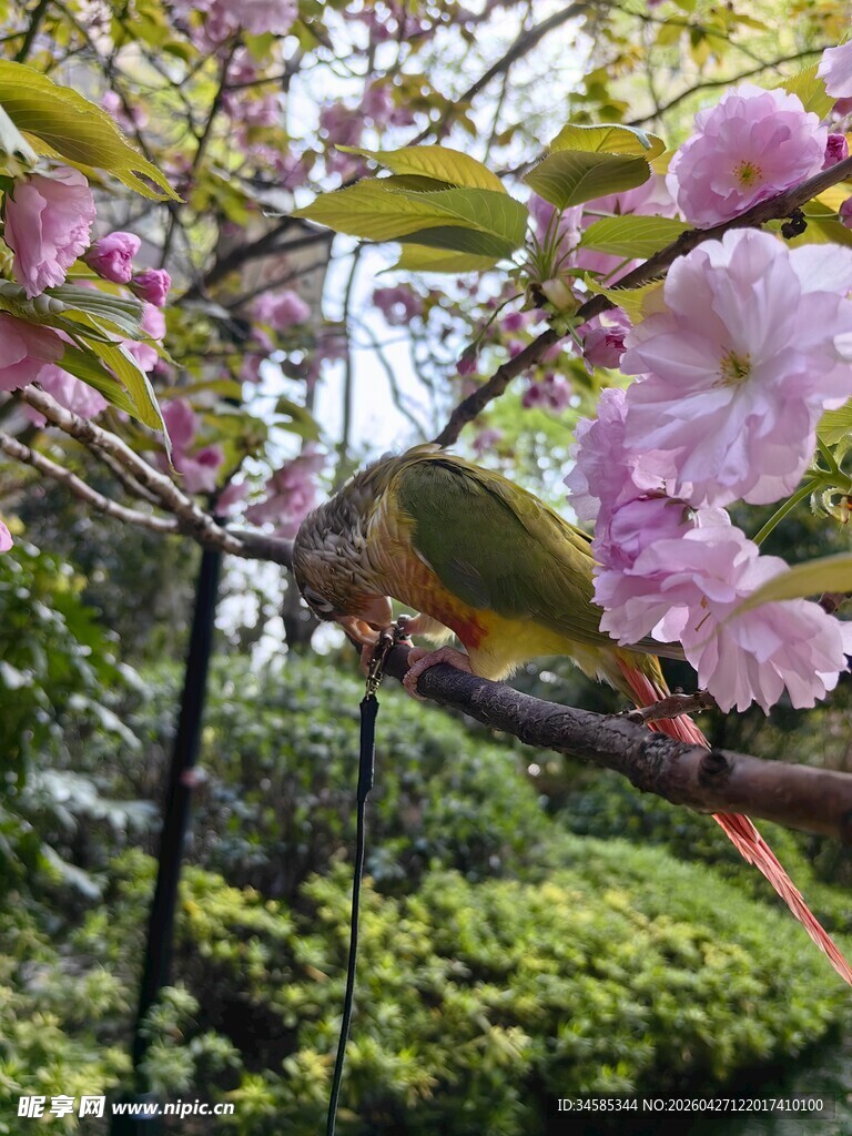 枝头繁花间的小鸟