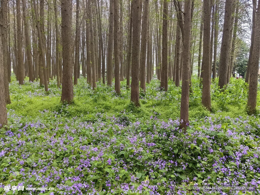 林间繁花与挺拔树木景观
