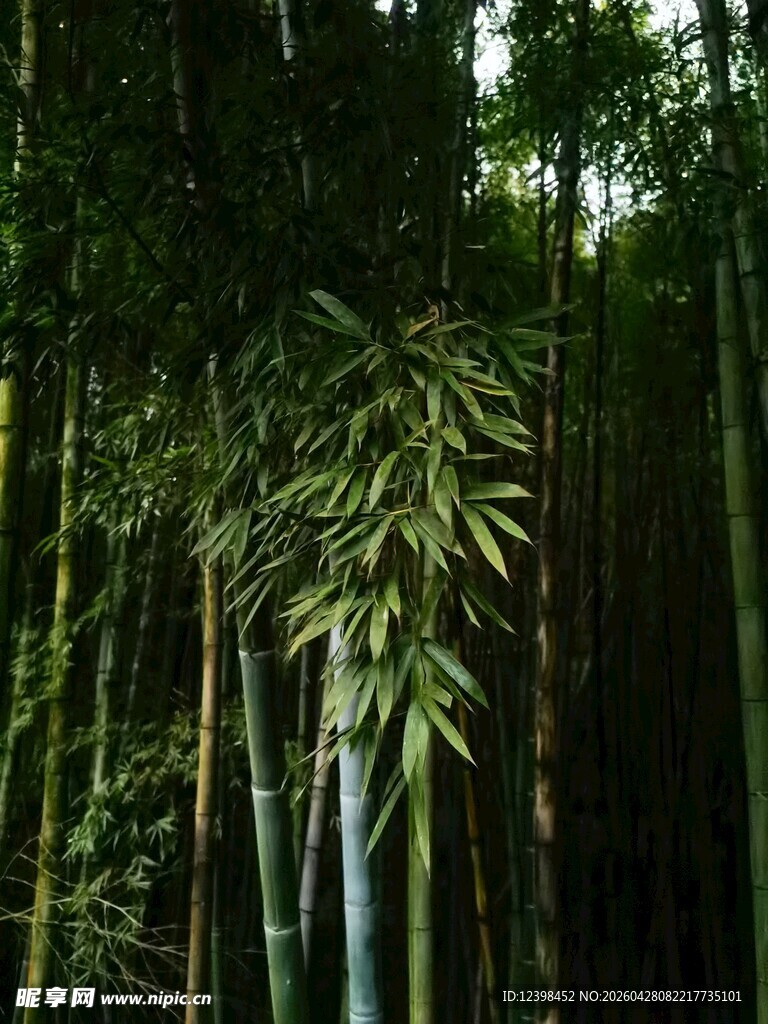 翠绿竹林景致