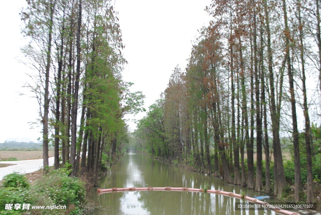 水杉林景观