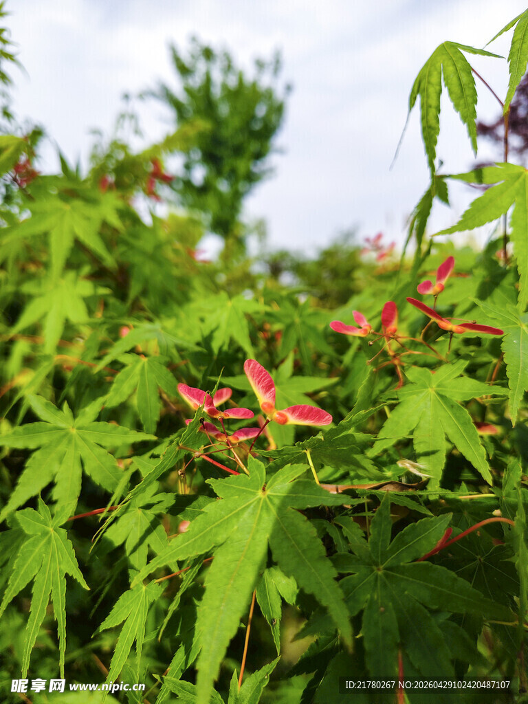 绿叶间的红嫩植物