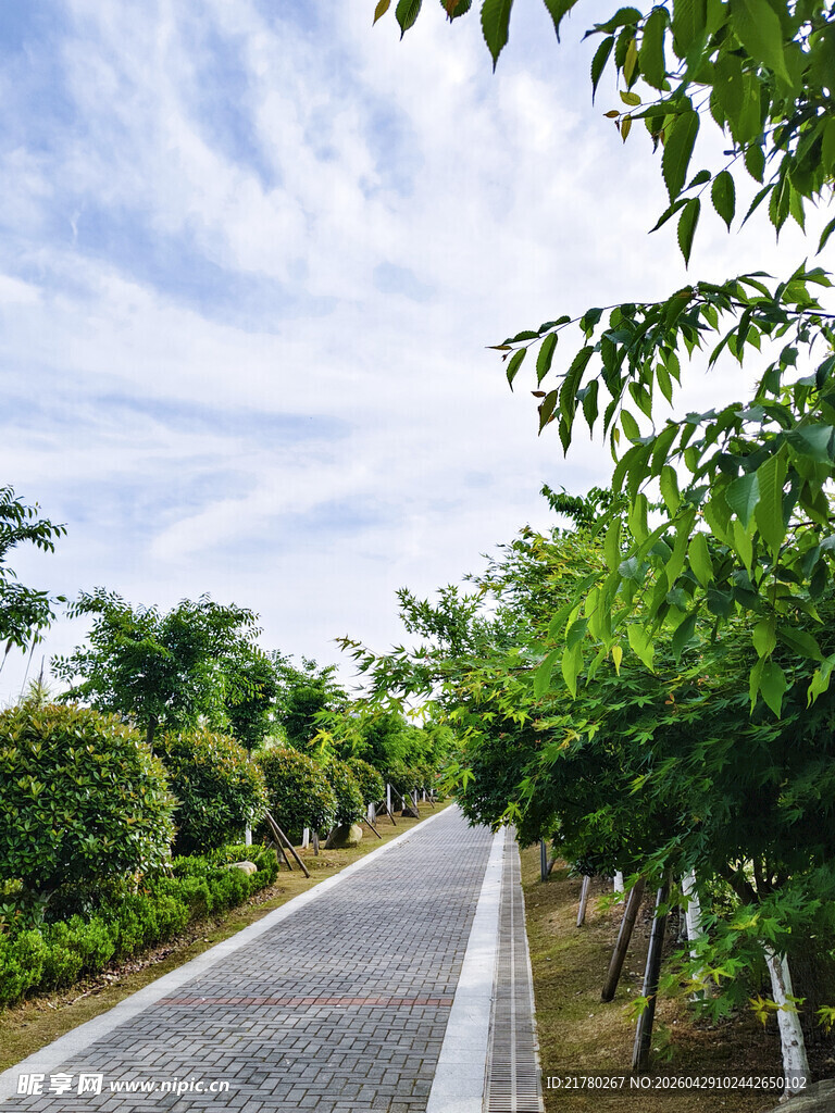 林间小道 绿意盎然