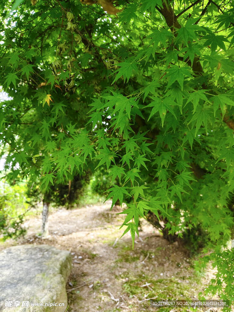 绿荫下的小径