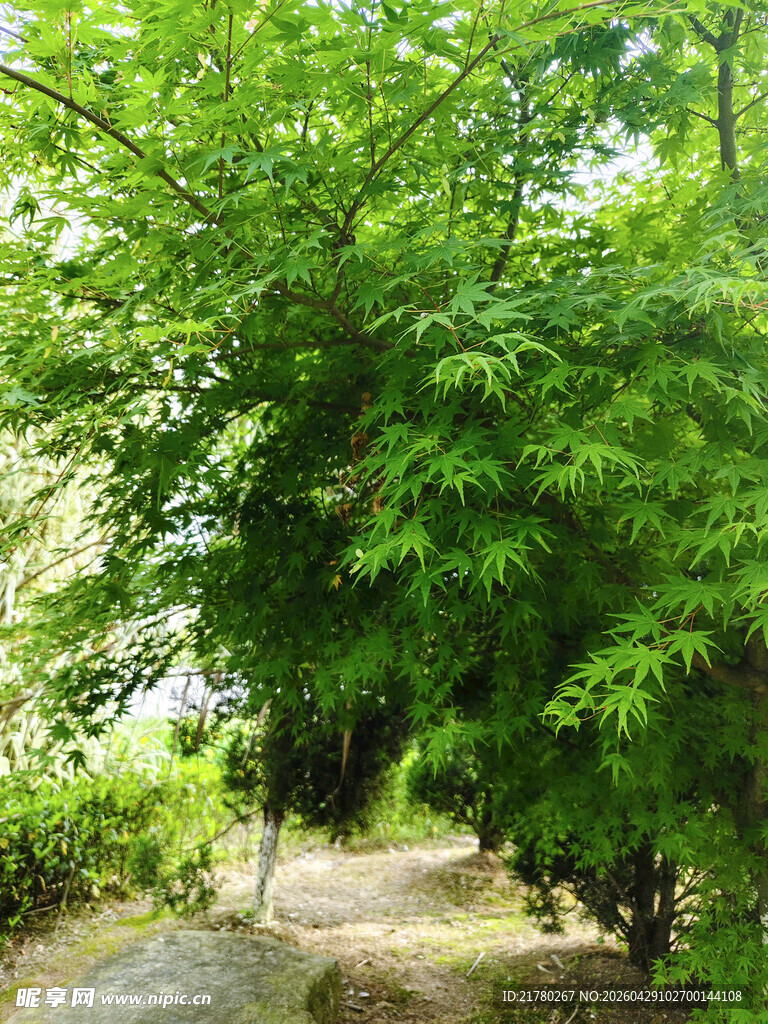 绿意盎然的林间小道