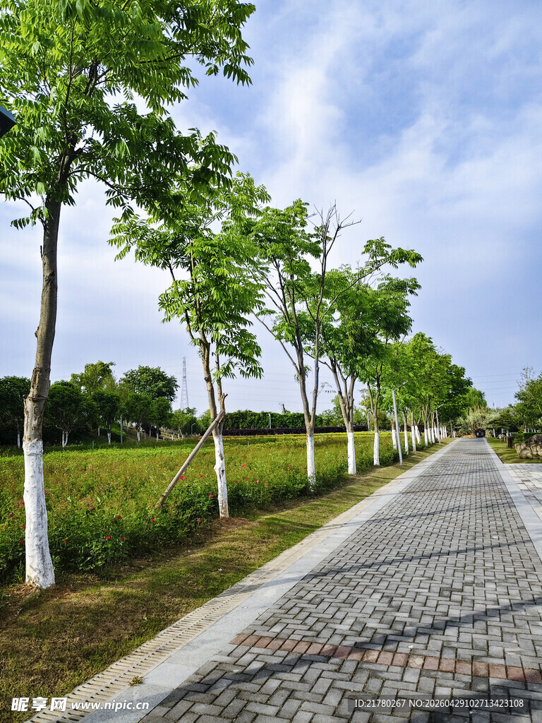 林荫石径 清新自然风景