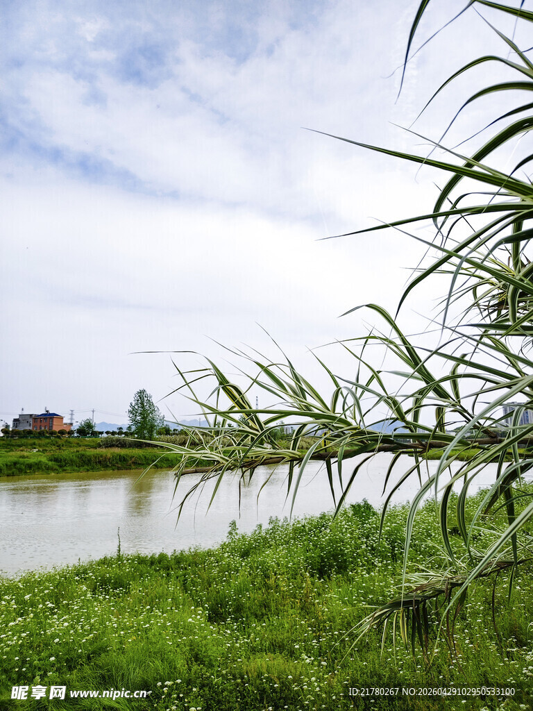 河畔绿草与摇曳芦苇美景