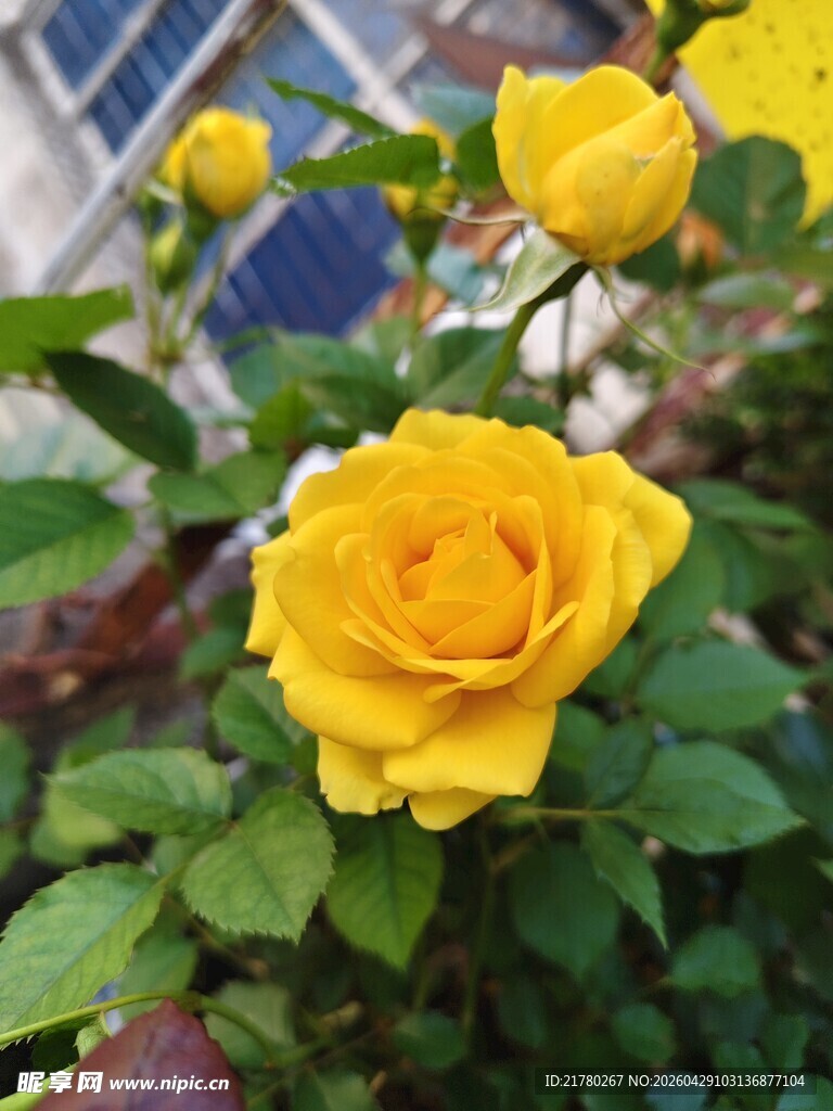黄玫瑰