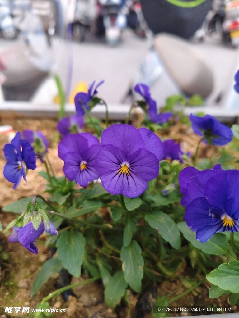 紫色小花绽放生机