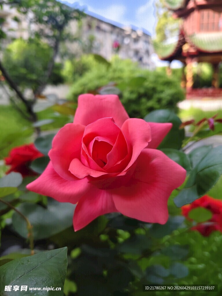 娇艳红玫瑰绽放