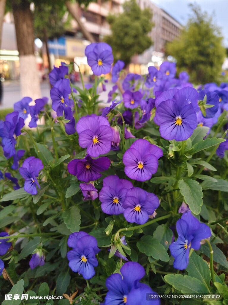 紫色小花 角堇