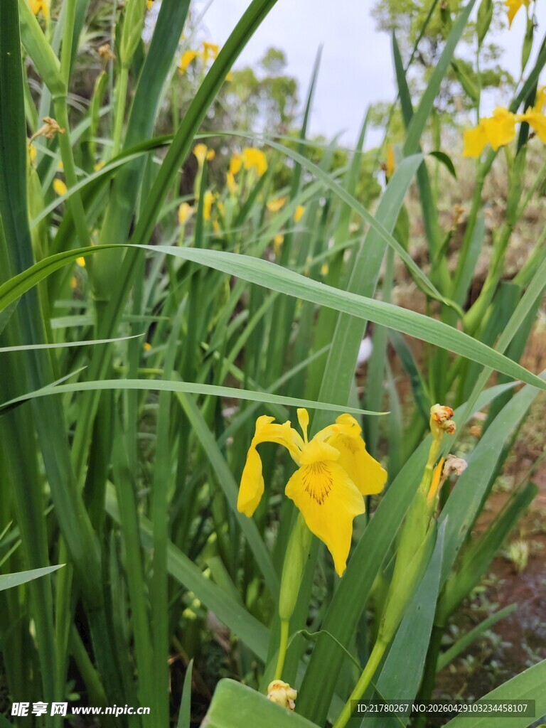 黄色鸢尾花绽放于绿野