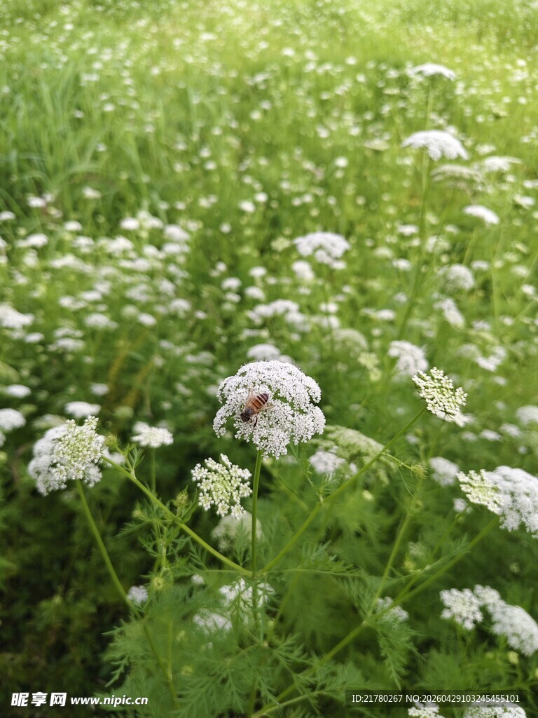 野花草地 清新景