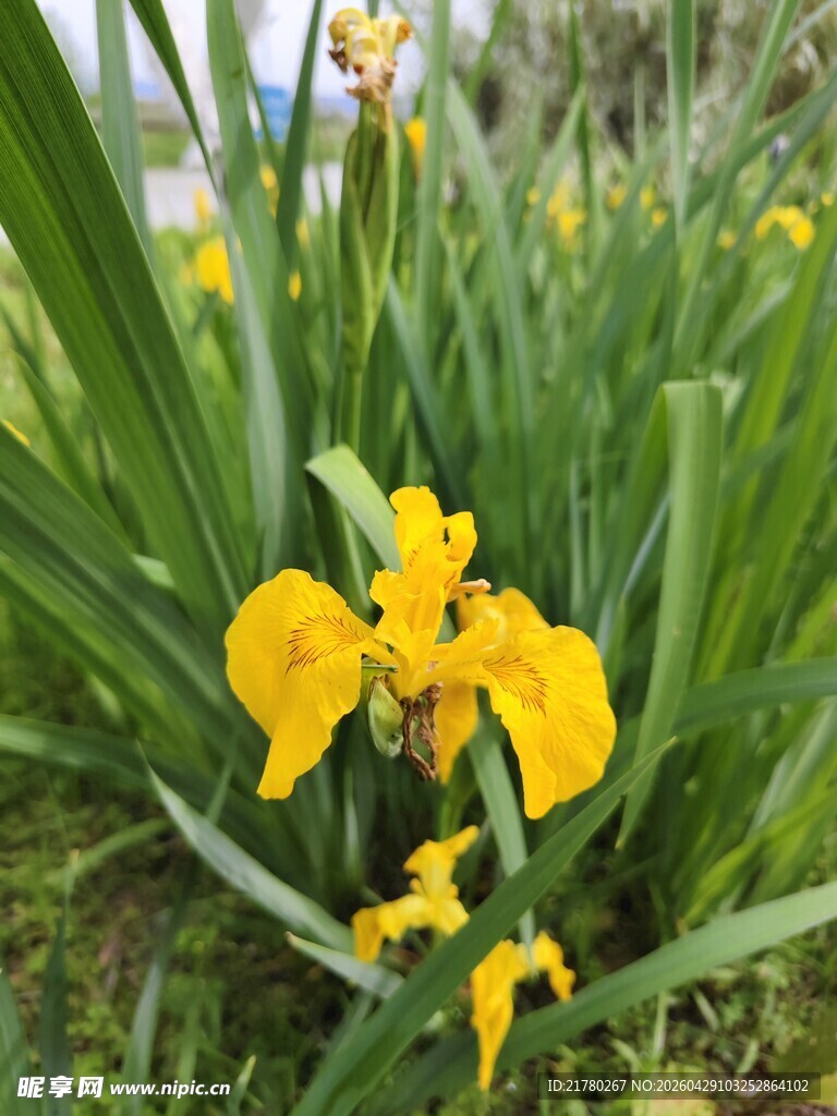 黄色鸢尾花