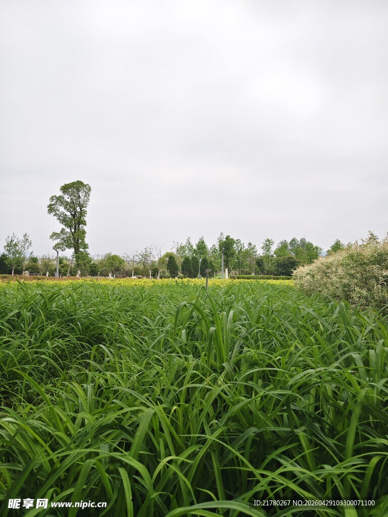 广袤葱郁的草地