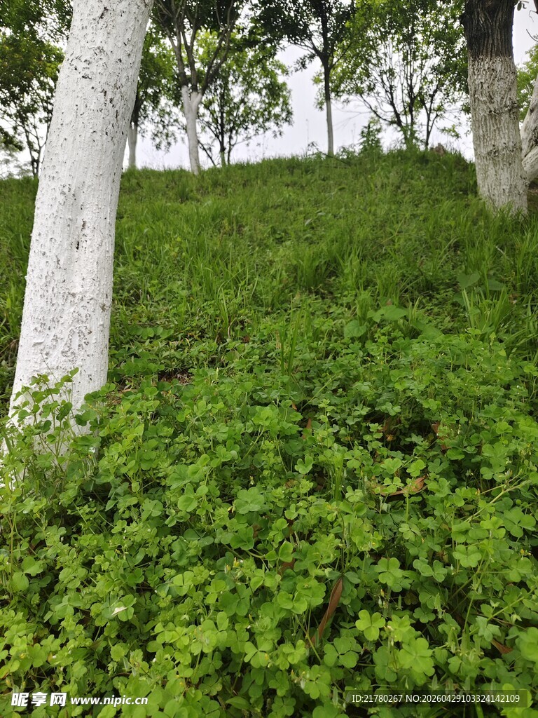 林间绿意盎然的植被景观