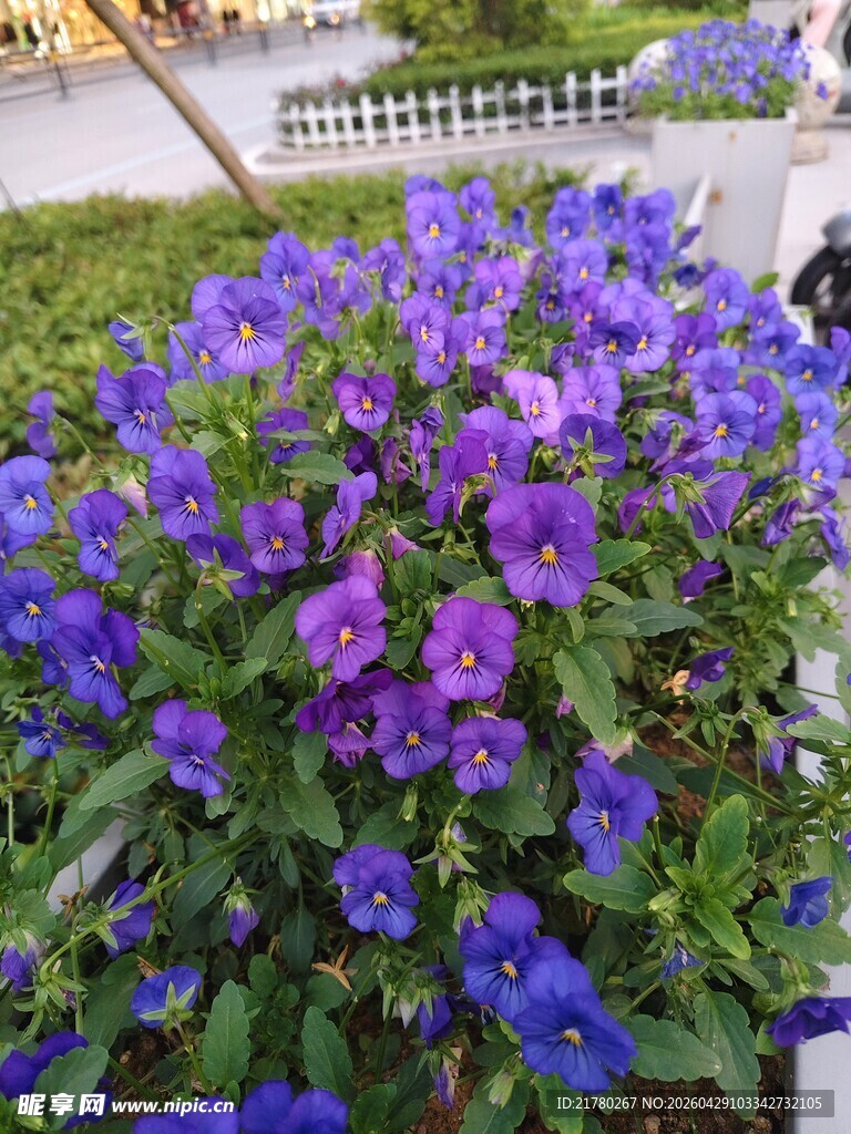 蓝紫色花卉 角堇