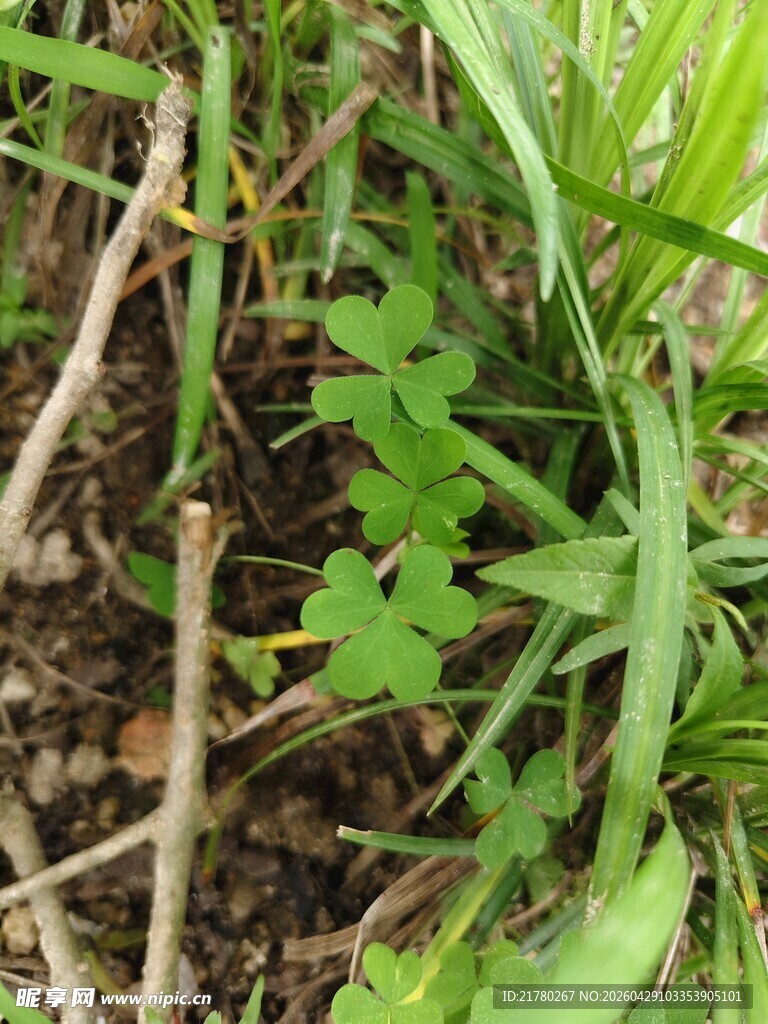 地面生长的嫩绿植物