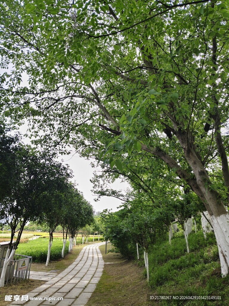 林间蜿蜒小径 绿意盎然