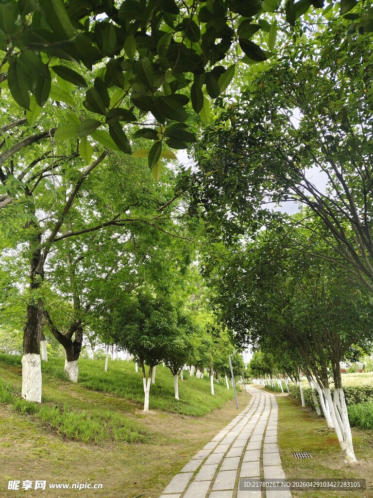 林荫小道 绿意盎然