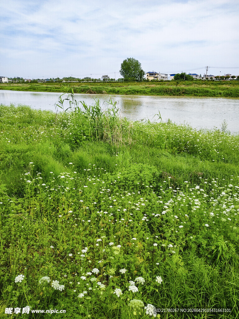 河畔绿野