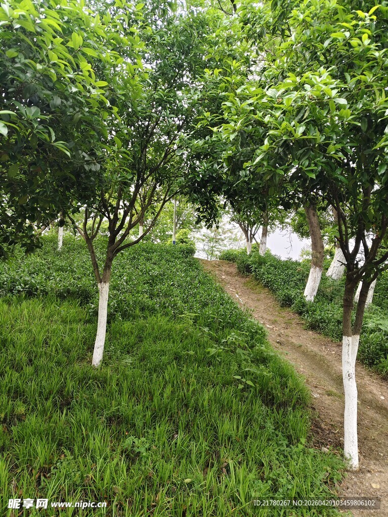 林荫小径 绿意盎然