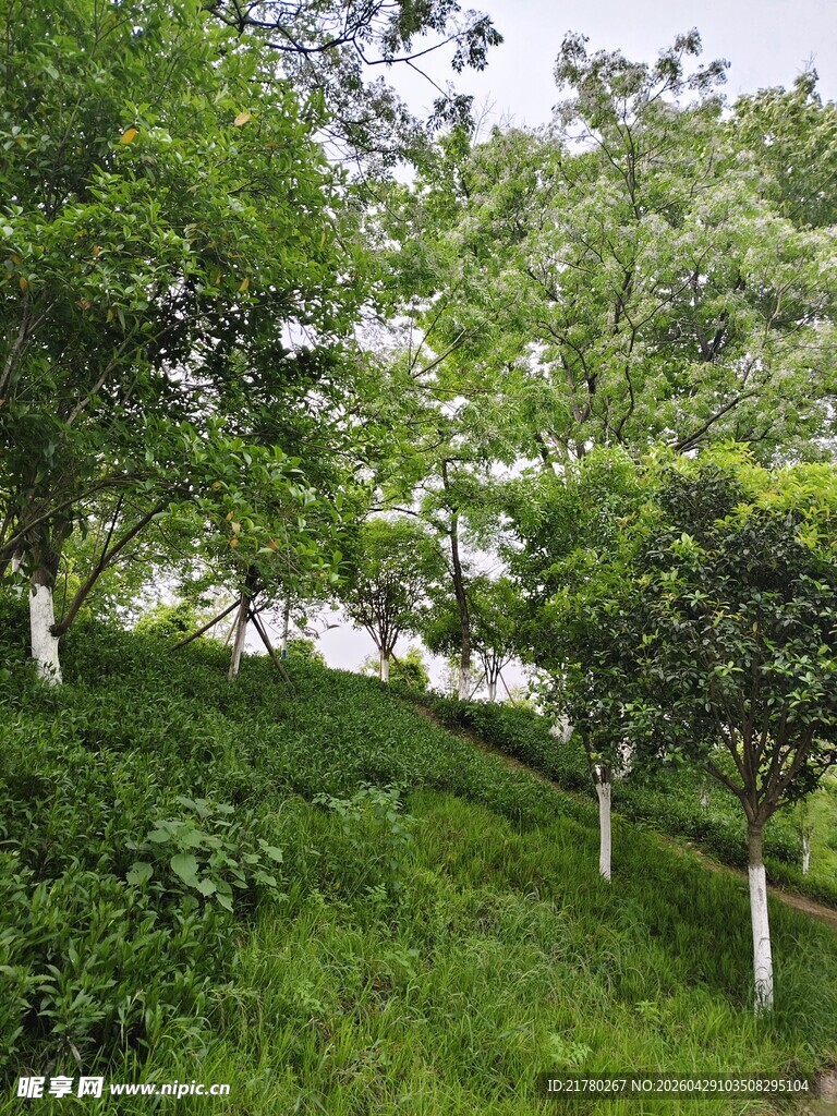 绿意盎然的山坡树木景观