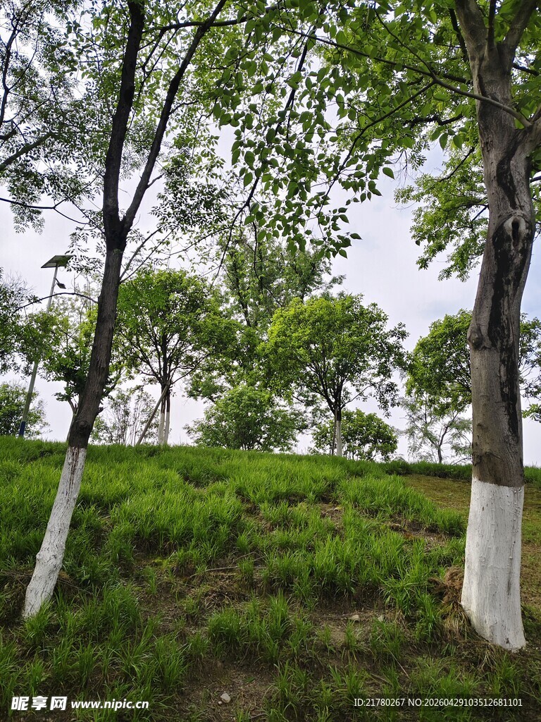 绿意盎然的树木与草地