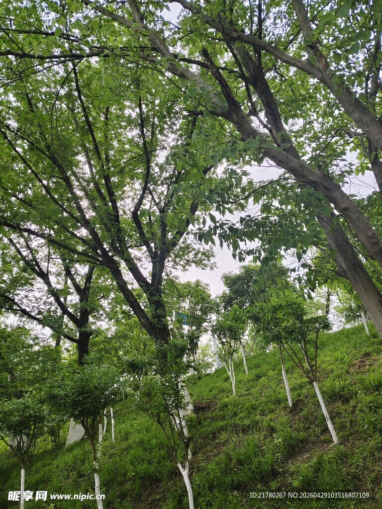 山林间错落的繁茂树木