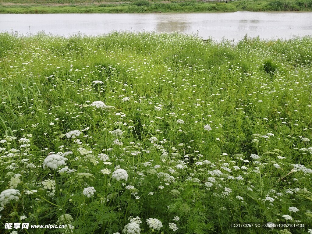 湖畔繁茂白花绿草美景