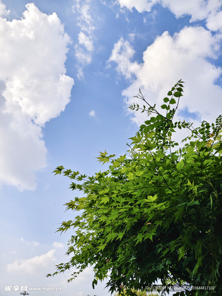 蓝天绿树  清新自然