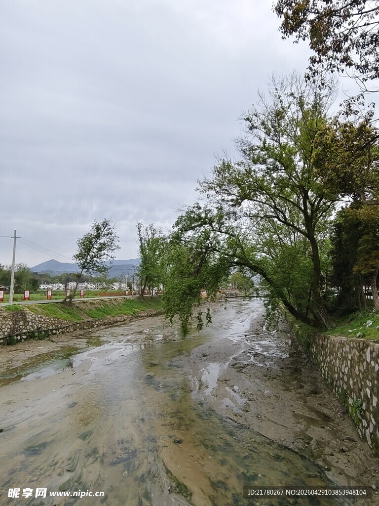 乡村泥泞小路与葱郁树木
