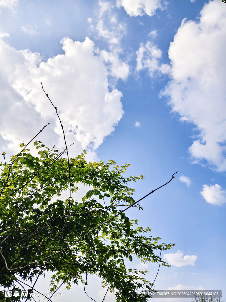蓝天绿树 清新自然景象