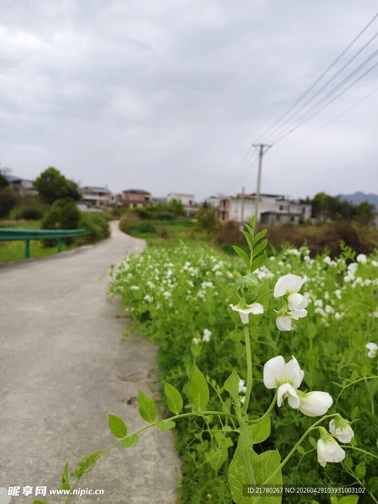 乡间小路旁的小白花